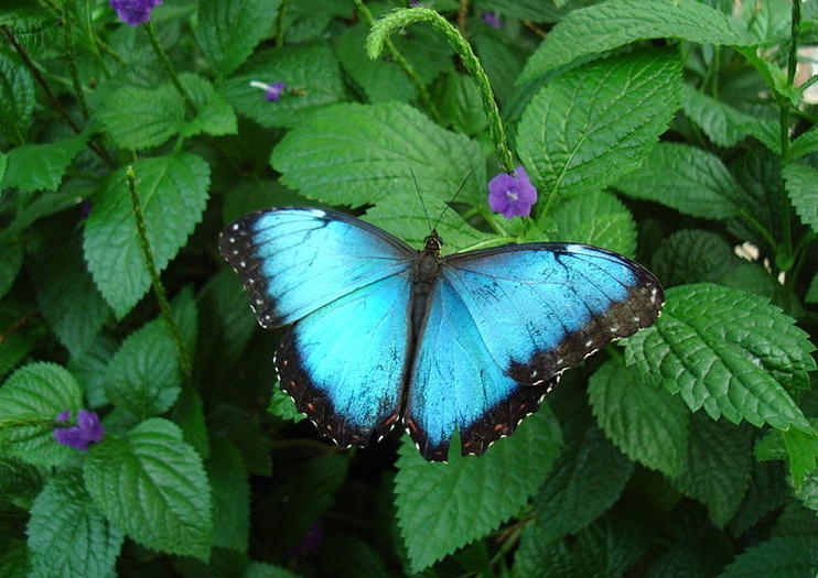 Niagara Parks Butterfly Conservatory